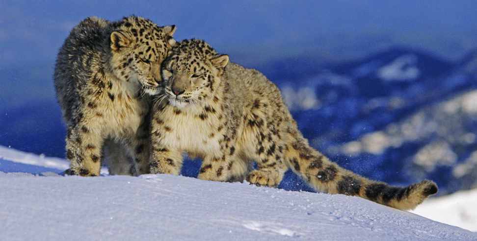 Uttarkashi Snow Leopard: Snow Leopard footprints in Uttarkashi