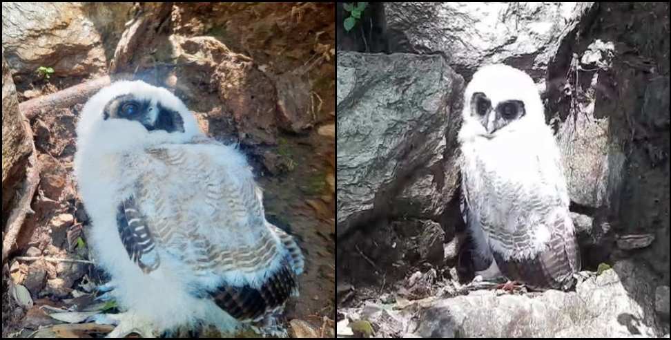 white owl pithoragarh: White owl found in Pithoragarh Chaukori