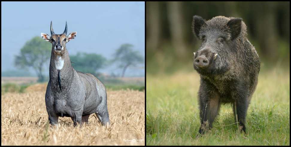 Uttarakhand neelgai: Nilgai and wild boar who are harming in uttarakhand can be killed