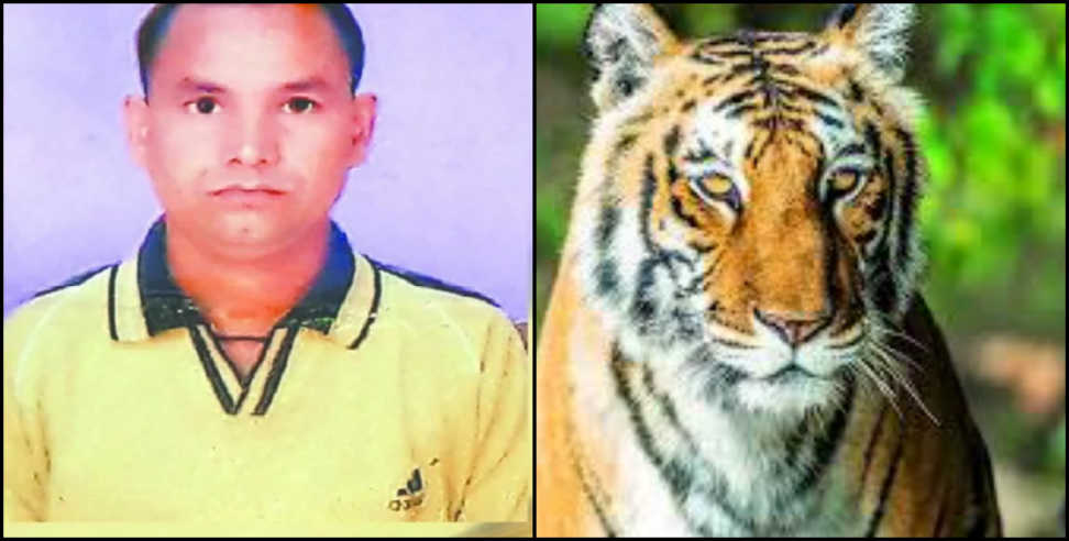 forest guard killed: Tiger killed forest guard in kotdwara