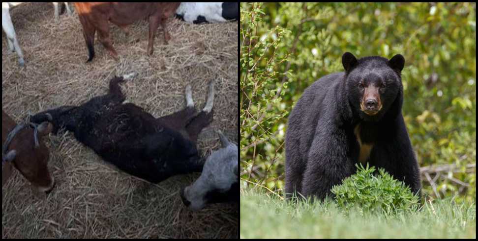 Uttarkashi News: Fear of bears in Uttarkashi