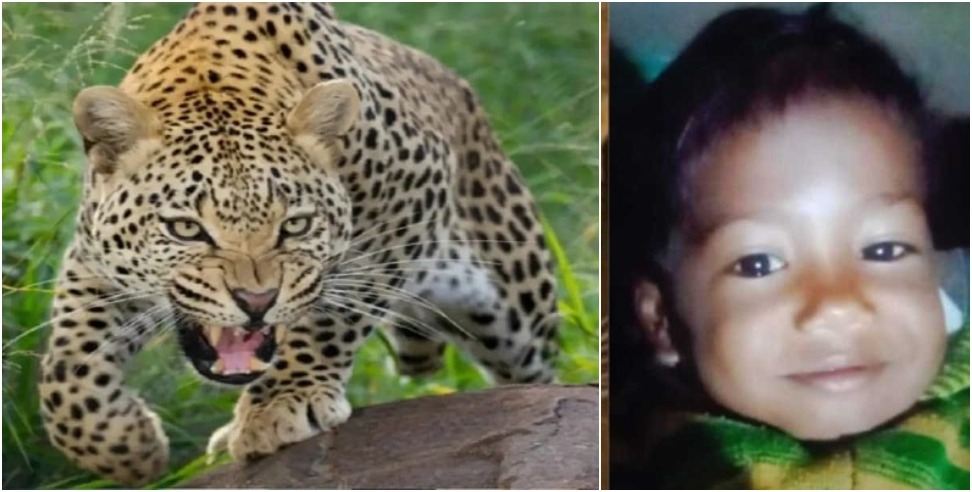 Dehradun guldar attack: leopard attack on kid in dehradun