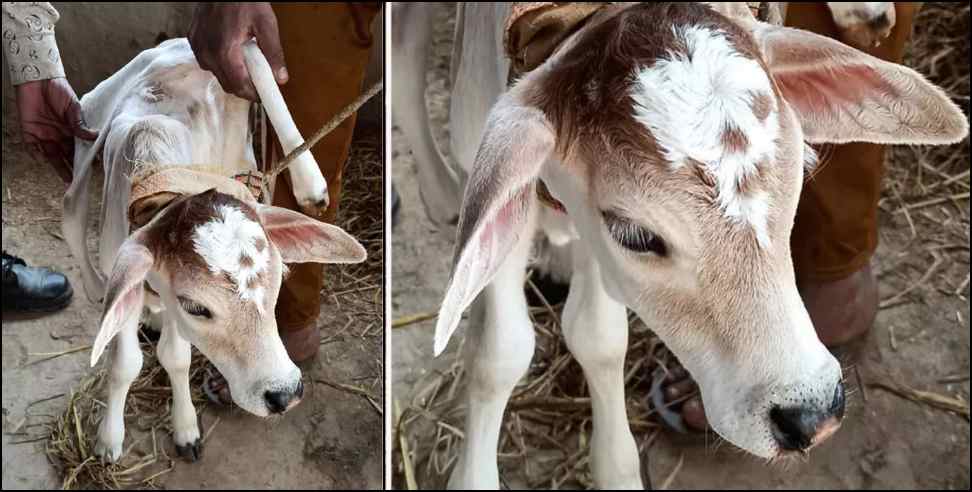 6 legged cow calf uttarakhand: 6 legged cow calf born in Uttarakhand Nanakmatta