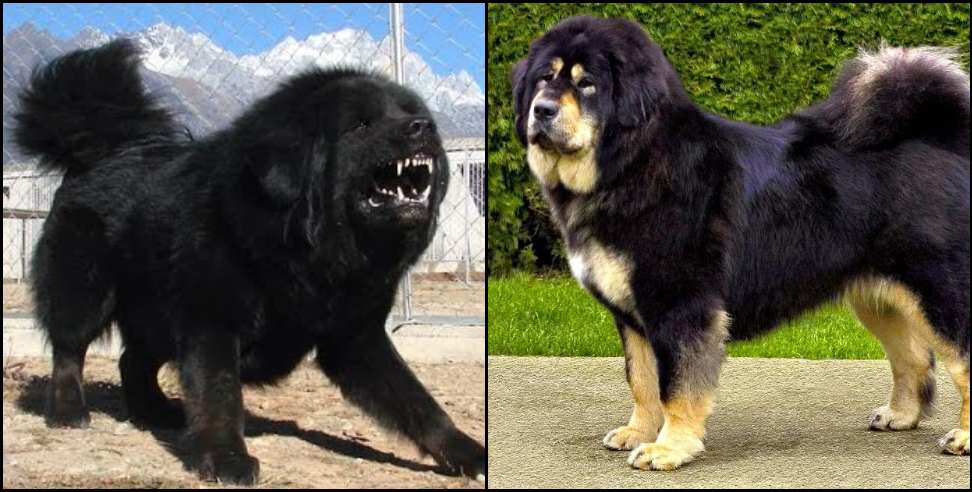 Bhotia Dog: The characteristics of the mountain Bhotia dog