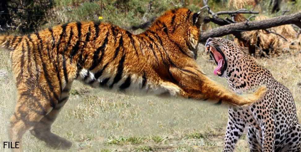 Corbett National Park Uttarakhand: Battle of Tiger Leopard in Corbett National Park