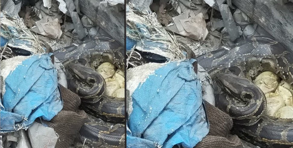 Udham Singh Nagar News: Udham singh nagar python found in scrap shop