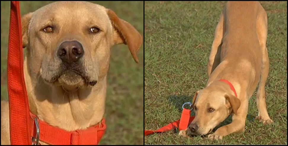 Street dog: Street dog trained for bomb squad by uttarakhand police