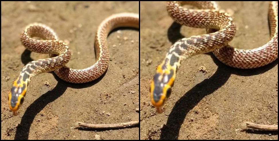 Egg eater snake: Egg eater snake found in uttarakhand