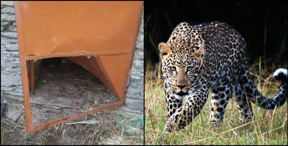 Leopard rudraprayag bachansyoon: Leopard attacks cow in rudraprayag bachansyoon