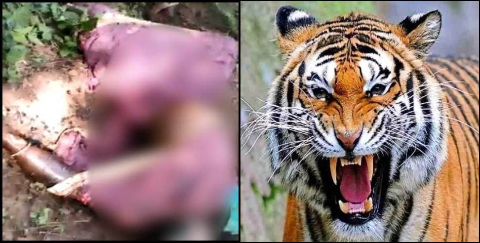 Tiger Kills: poor woman collecting wood killed by a tiger in ramnagar