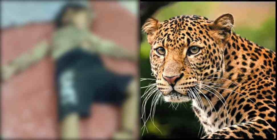 tehri garhwal bharpuria village leopard: leopard attack on 3 year old kid in tehri garhwal