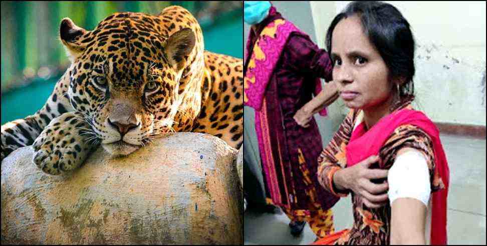 Pauri Garhwal Ganga Devi: Ganga Devi of Pauri Garhwal beat Leopard away