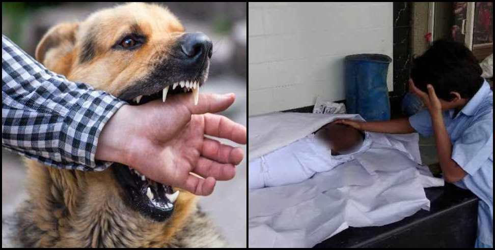 haridwar mad dog: People killed Mad Dog in Haridwar Birla Ghat