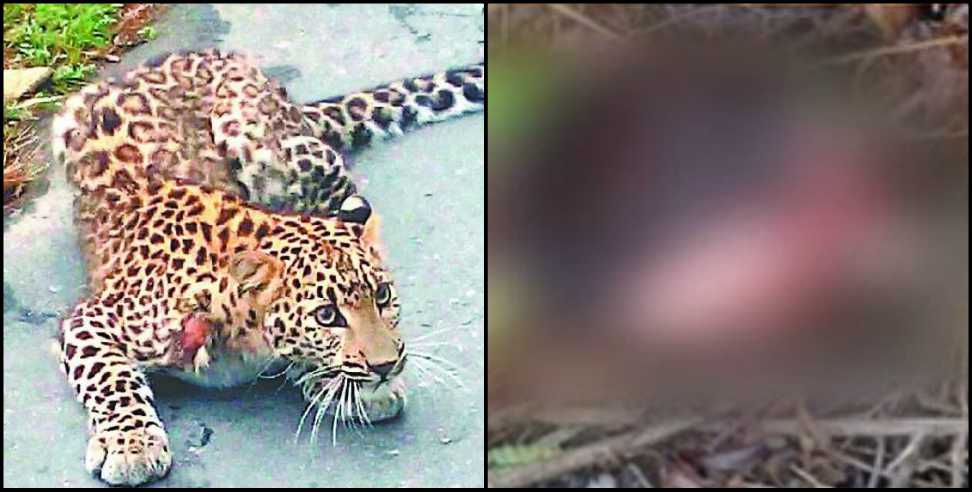 Chamoli Guldar 5 year old child: Chamoli leopard killed 5 year kid