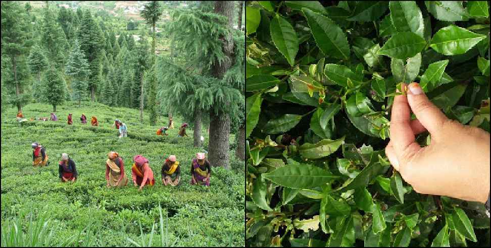 Nainital organic tea: Nainital organic tea having full of medicinal value