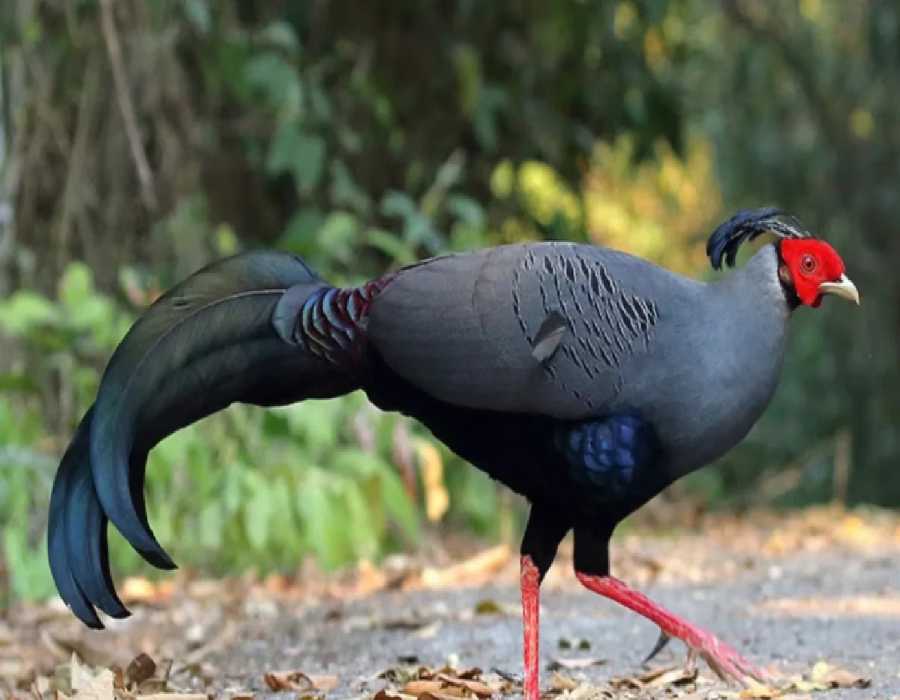 Thailand national bird reached Uttarakhand