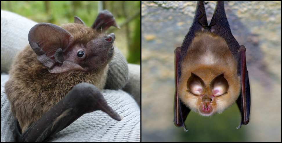 Uttarakhand long tailed whiskered bat: Long tailed whiskered bat shown in Uttarakhand