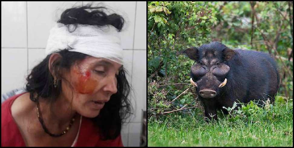 Uttarakhand Wild Pig: wild pig attacked on two women