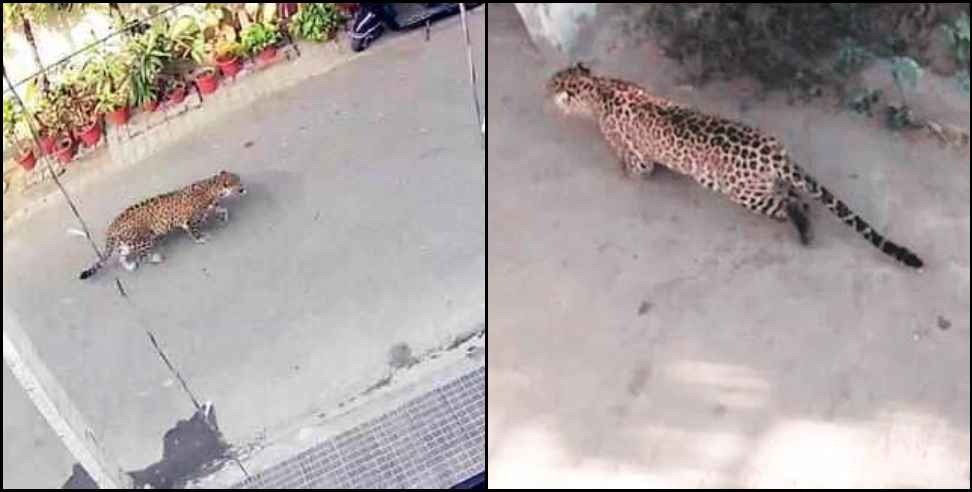 Pauri Garhwal Leopard News: Leopard family in Pauri Garhwal