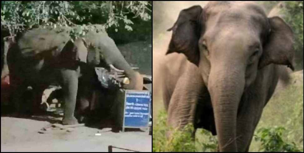 Rishikesh Swargashram Elephant News: Angry elephant kills sadhu in Rishikesh