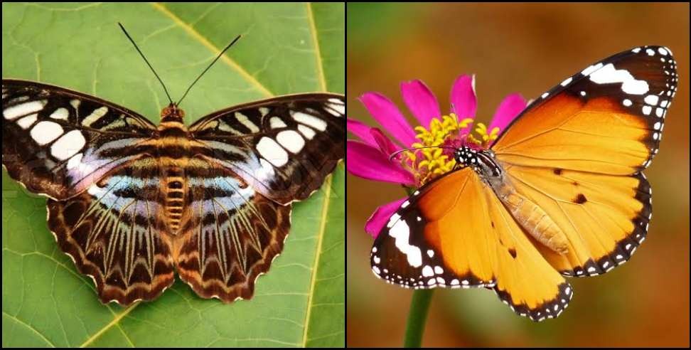Nainital pangot butterfly: Rarely butterfly found in pangot nainital