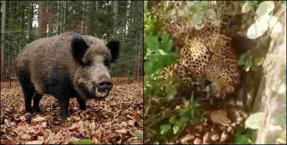 Leopard Wild Boar Fight Srinagar Kirtinagar: Leopard and wild boar fight in Srinagar Garhwal