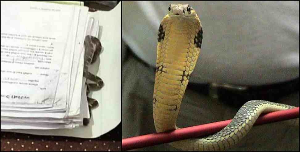 snake in dehradun secretariat