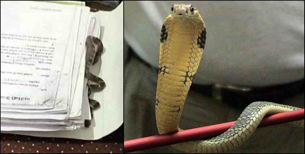 snake in dehradun secretariat