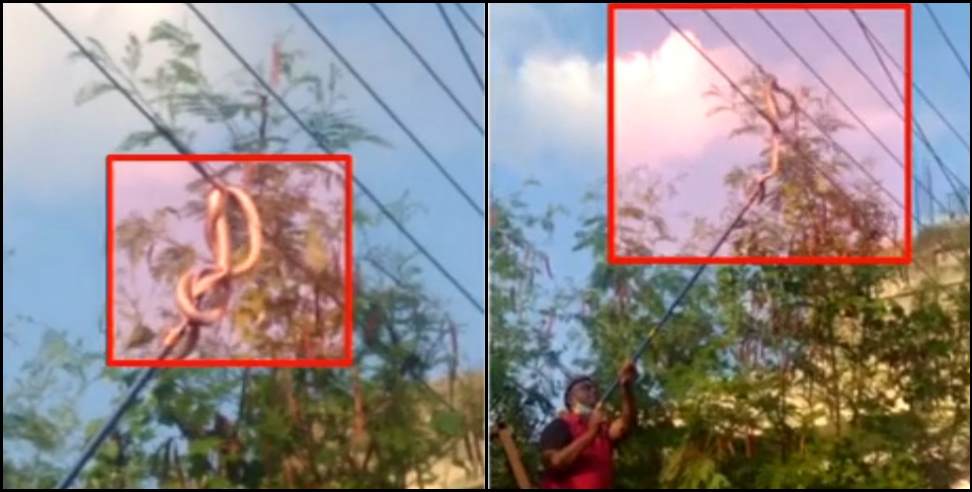 Haldwani Snake: Snake climbs on electric wires in Haldwani