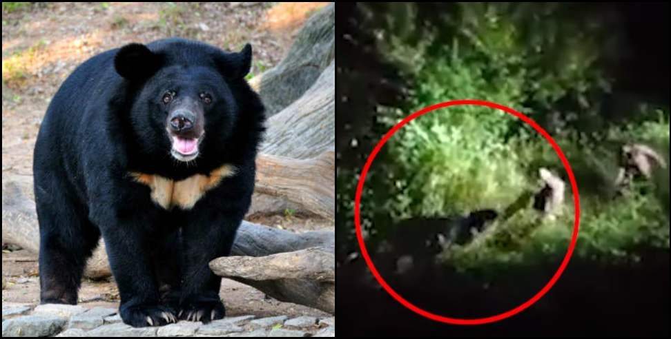 Joshimath bear: Van vibhag team shoots bear in joshimath