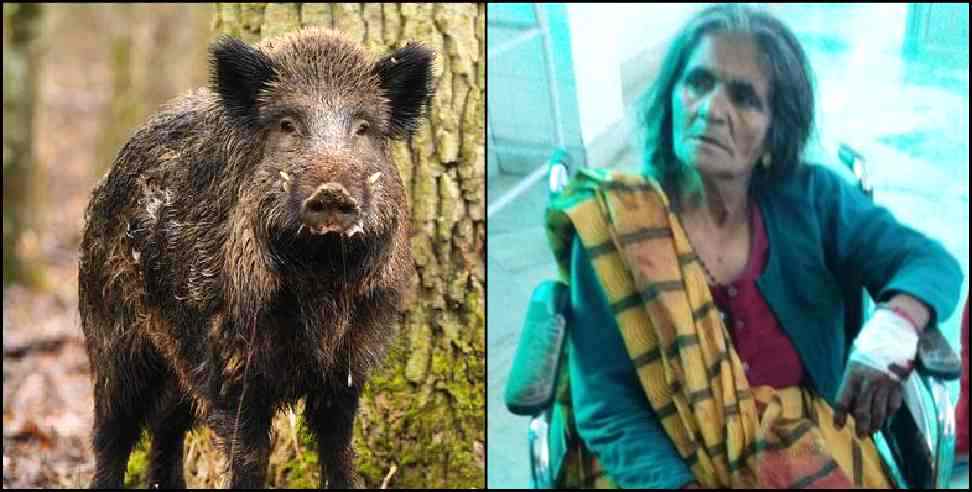 Pithoragarh News: wild boar attacked on elder siblings in pithoragarh