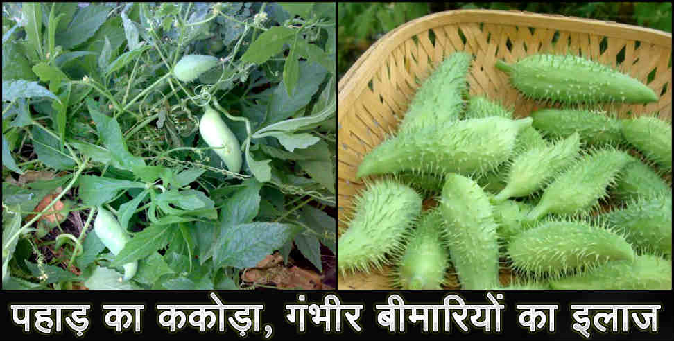 उत्तराखंड: benefits of kakora meetha karela