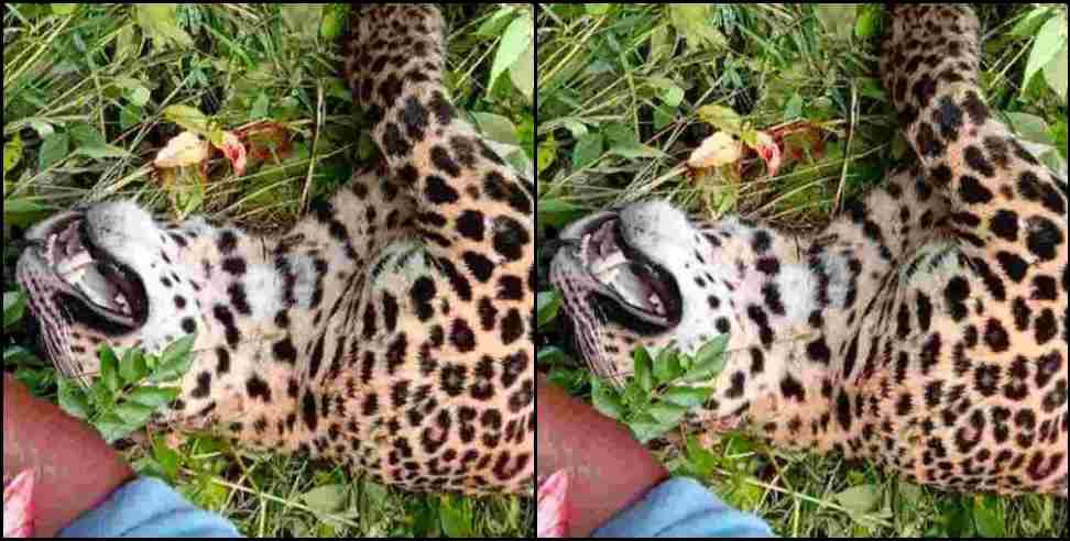 ranikhet sirkhet leopard body: Leopard body found on the road in Ranikhet Sirkhet