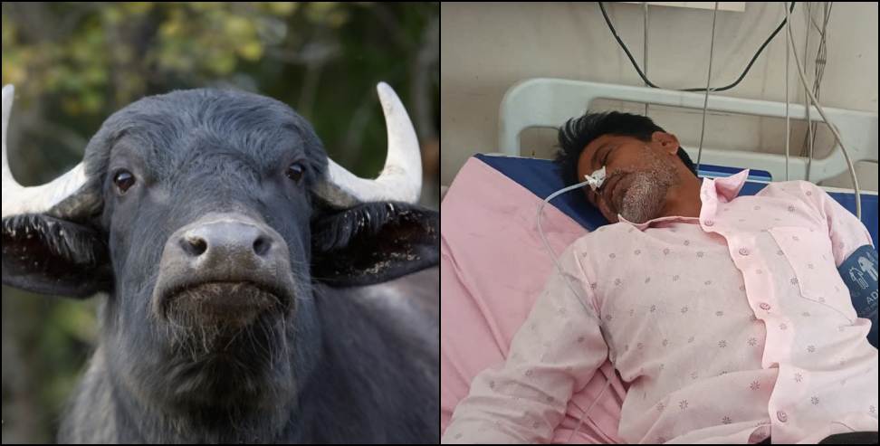 Gadarpur Buffalo Theft Case: Buffalo Theft Victim Attempts Suicide at Police Station
