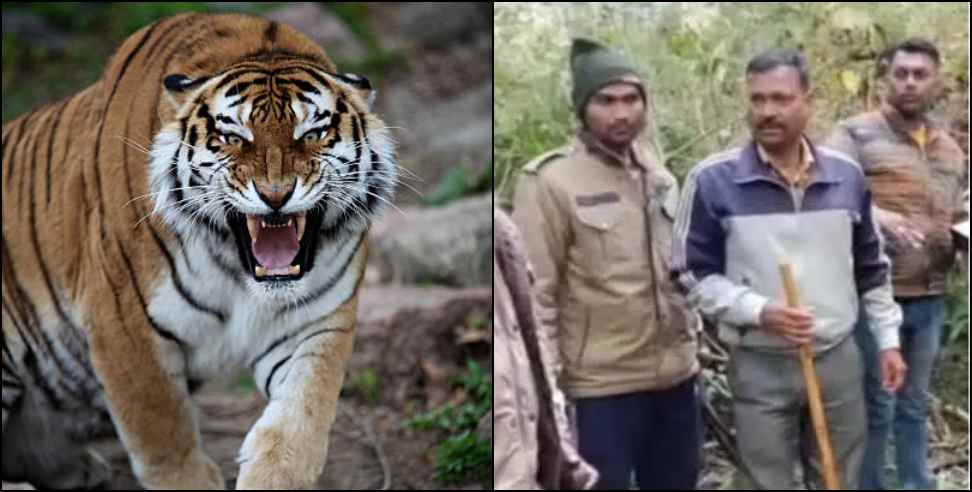 khatima tiger attack : uttarakhand khatima tiger attack on 3 boys