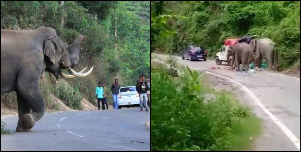 kotdwar aggressive elephant: Elephant turned aggressive on Kotdwar-Pulinda road