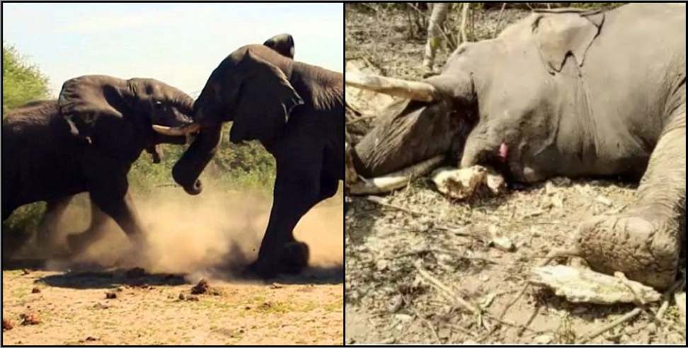 uttarakhand raja ji park elephant fighting: Fight between two elephants in Rajaji Tiger Reserve Park