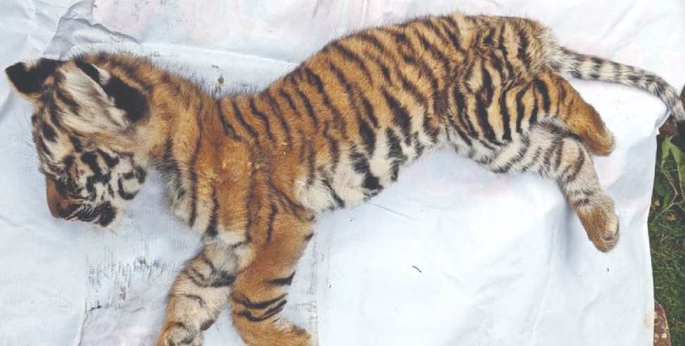 tiger cubs tiger cubs: Shirt collar found in tiger cubs stomach during tiger cubs