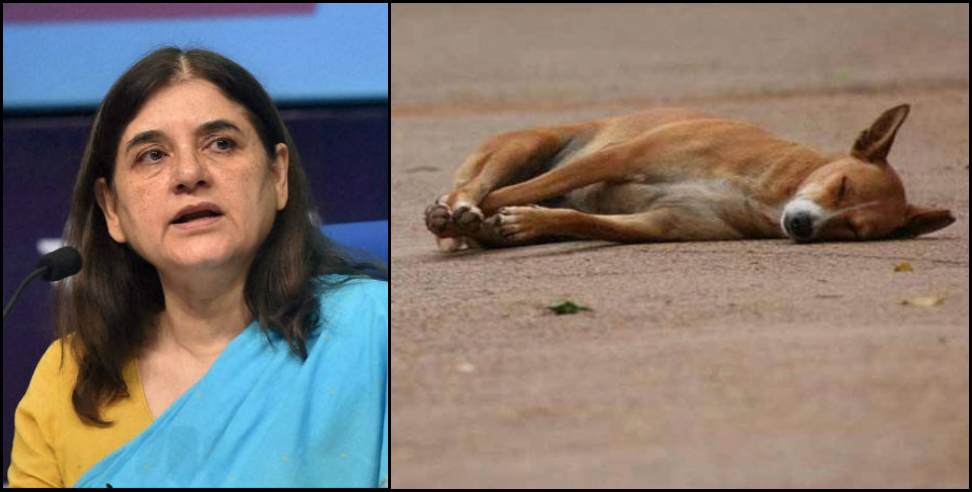 uttarakhand dog murder menka gandhi: Dog killed in Uttarakhand Kashipur Maneka Gandhi Police Case