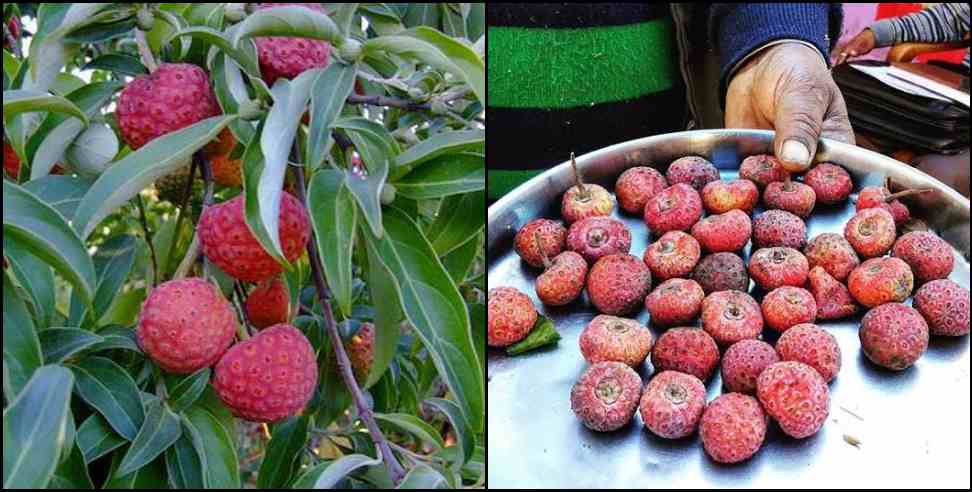 benefits of bhamora fruit uttarakhand: benefits of eating bhamora fruit uttarakhand