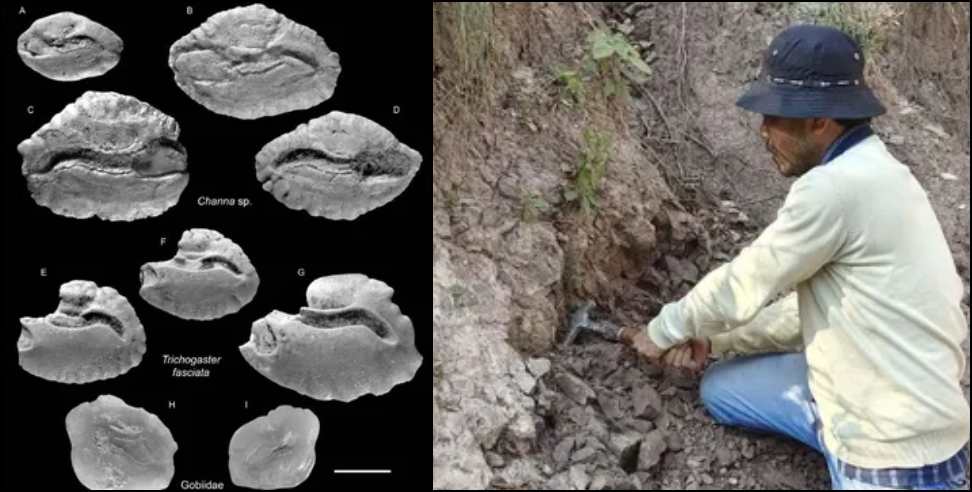 Dehradun fossil discovery: Dehradun fossil discovery  Mohand fossils Uttarakhand  Pliocene fish fossils Ind