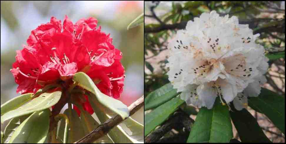 health benefit of buransh flower uttarakhand