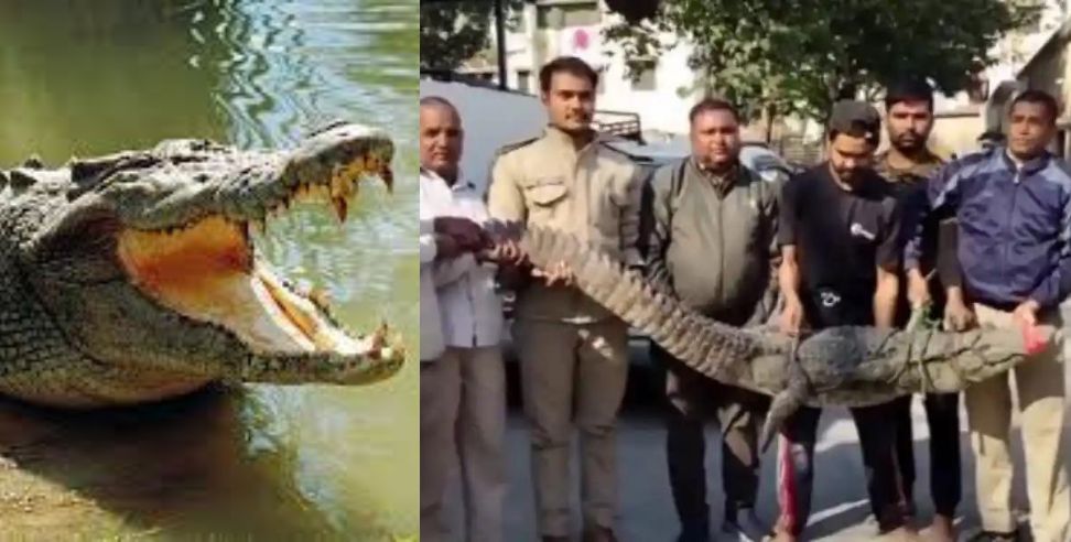 Crocodile roorkee: Forest department team rescued crocodile in teliwala village of roorkee