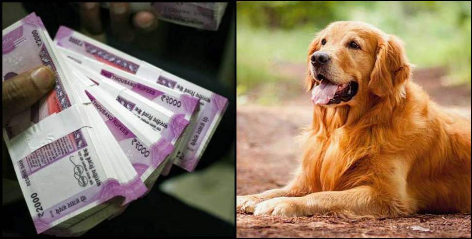 Dehradun Golden Retriever 66 Lakh : 66 lakhs Fraud in the name of golden retriever in Dehradun