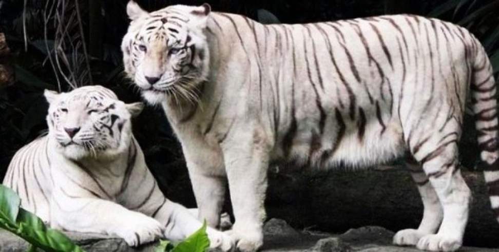 Uttarakhand white tiger: White tiger safari may start in uttarakhand