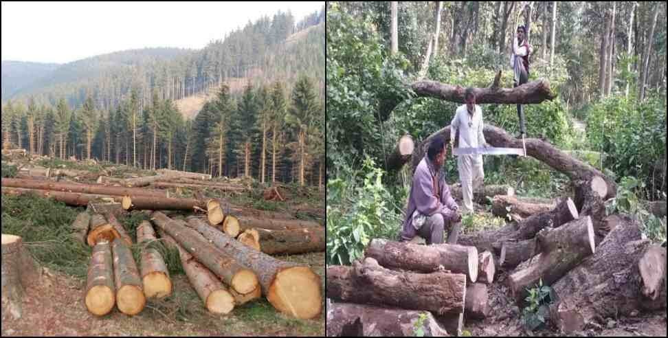 Uttarakhand forest cut report: Most forests were cut in the name of development in Uttarakhand