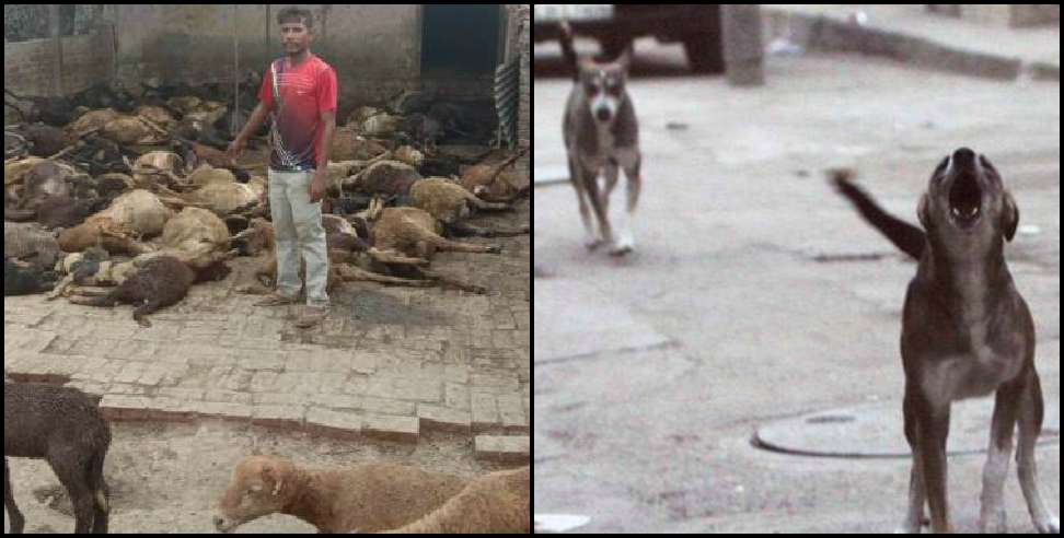 Udham Singh Nagar News: stray dogs killed sheep in Udham Singh Nagar
