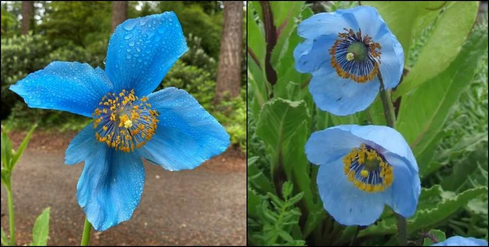 Uttarakhand Blue Poppy Flowers: Himalayan blue poppy blossoms in Uttarakhand Valley of Flowers