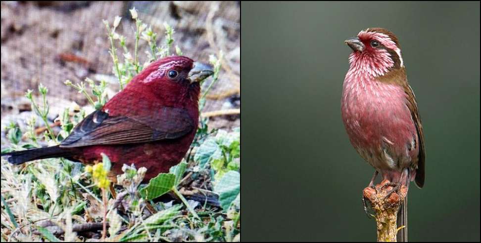 Venice Rose Finch: Uttarakhand Vilnius Rose Finch Nainital