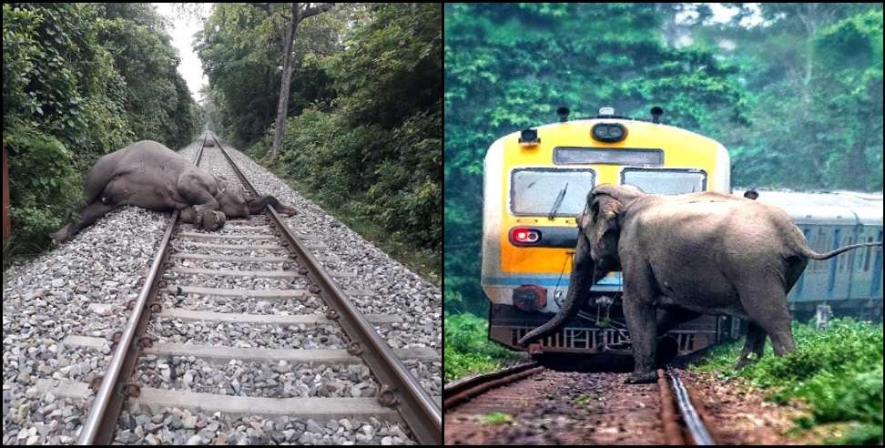 Haldwani Two elephants killed: Two elephants killed in train collision in Haldwani